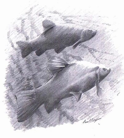 Fish drawing by Paul Cook 